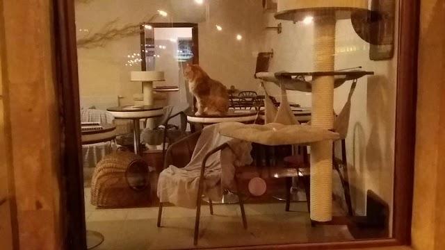 Cat Cafe Kociarnia